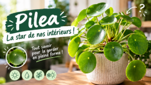 PIlea PIlea